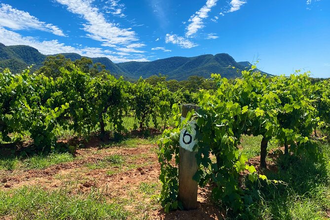 PRIVATE Blue Mountains Tour, Wildlife Park and River Cruise - Should you book this private Blue Mountains tour?