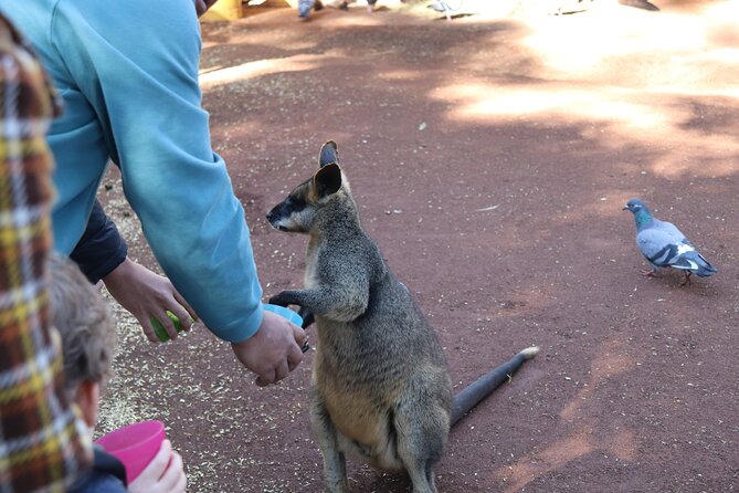 Private Luxury Blue Mountain Tour with Wildlife and River Cruise - Scenic World Katoomba: Cable Cars and Railway Rides That Actually Feel Different