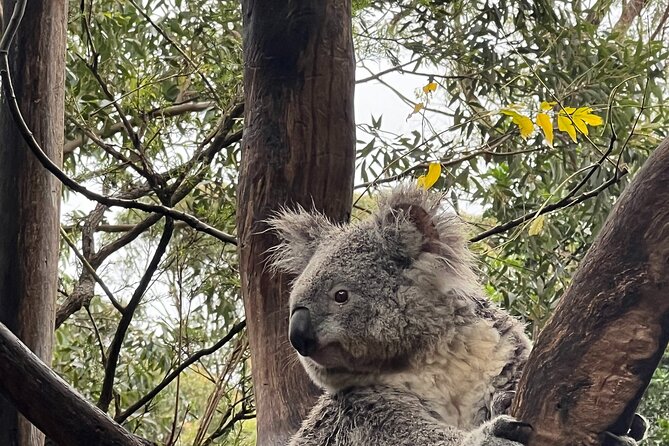 Private Tour Blue Mountains Day Adventure Wildlife + River Cruise - Key points at a glance