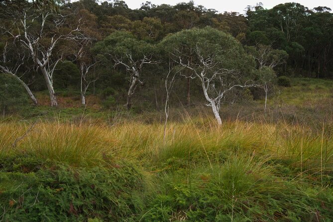 Private Tour Blue Mountains Day Adventure Wildlife + River Cruise - What private overland transport really means for you