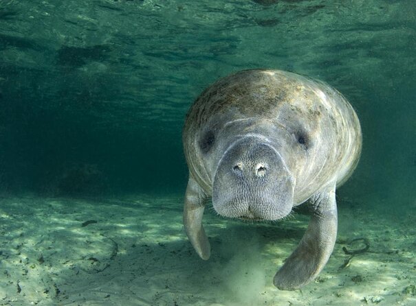 River Cruise Tour with Manatee Viewing - Key things I’d plan around before you go