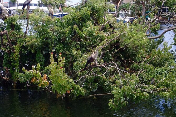 River Cruise Tour with Manatee Viewing - Manatee viewing: your best odds and how to manage expectations