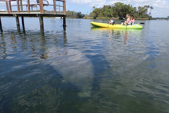 River Cruise Tour with Manatee Viewing - Who should book this Crystal River manatee cruise?