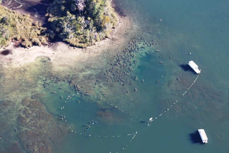 River Cruise with Manatee Viewing - A 90-minute manatee hunt in Kings Bay
