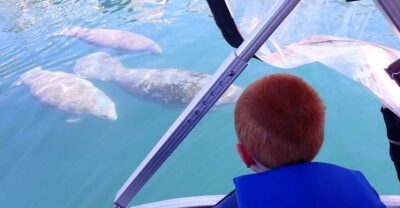 River Cruise with Manatee Viewing - What you’ll see: manatees, birds, and spring-fed water