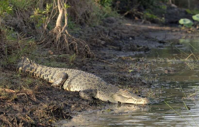 Sri Lanka Bentota: Private Mangrove Lagoon and River Cruise - What to wear and bring for a mangrove safari