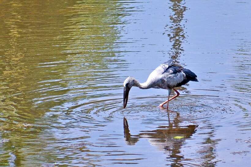 Sri Lanka Bentota: Private Mangrove Lagoon and River Cruise - Bentota River on a private boat: why this feels special