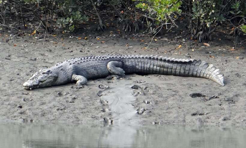 Sri Lanka Bentota: Private Mangrove Lagoon and River Cruise - The lagoon cruise: mangrove roots and what to look for