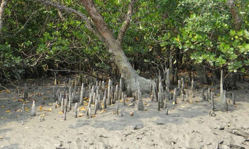 Sri Lanka Bentota: Private Mangrove Lagoon and River Cruise - Birdwatching from the water: kingfishers and cormorants overhead