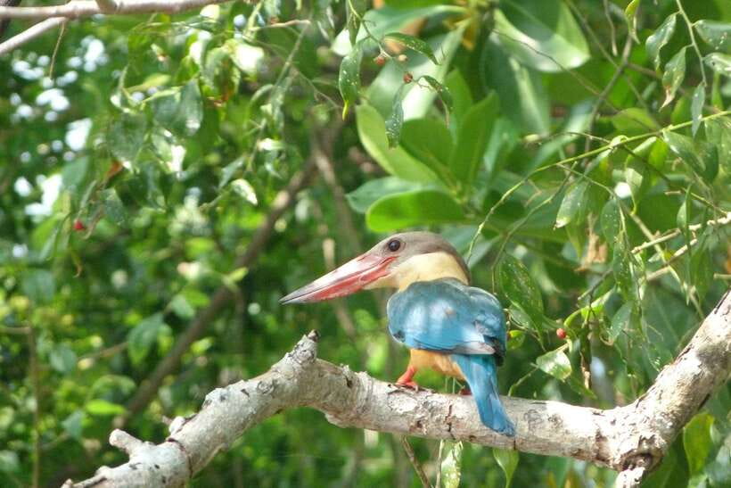 Sri Lanka Bentota: Private Mangrove Lagoon and River Cruise - The motorboat cruise experience: what 2 hours feels like