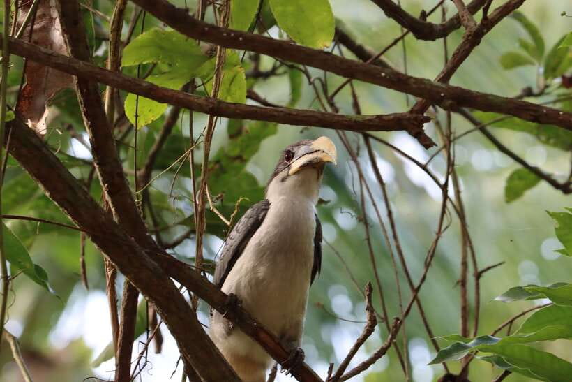 Sri Lanka Bentota: Private Mangrove Lagoon and River Cruise - Captain + English live guide: getting more than just a ride