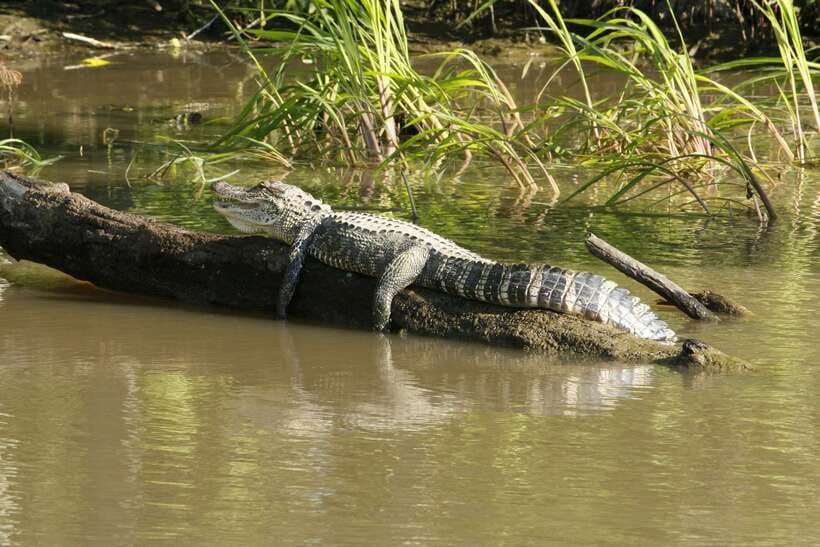 Sri Lanka Bentota: Private Mangrove Lagoon and River Cruise - Price and value: is $58 for a private group worth it?