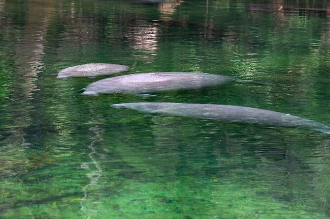 St. Johns River Cruise - Blue Spring State Park - Timing and where to go: beating the park entry lines