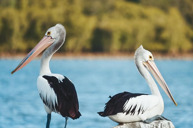 Sunset River Cruise near Byron Bay - Stop-by-stop: what your evening looks like from start to finish