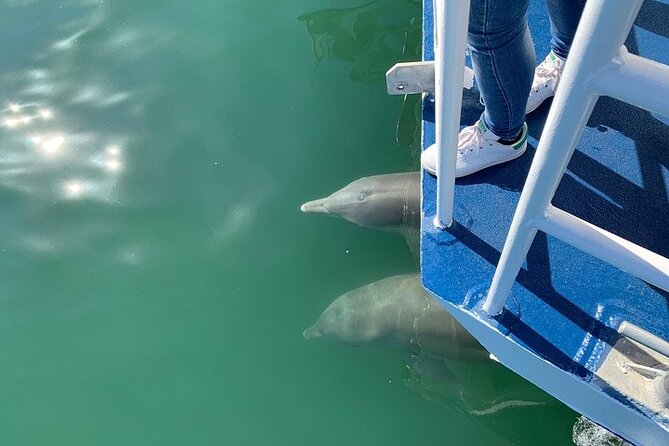 Surfers Paradise Sightseeing Midday River Cruise - Key Points You’ll Care About